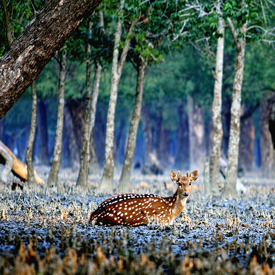 Sundarban